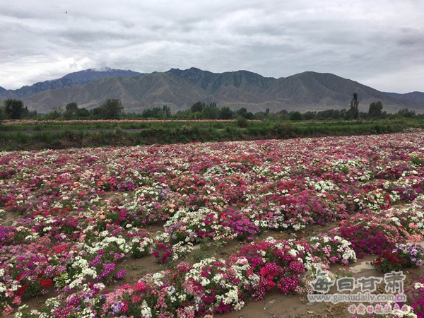 农行甘肃分行支持的酒泉花卉种植产业