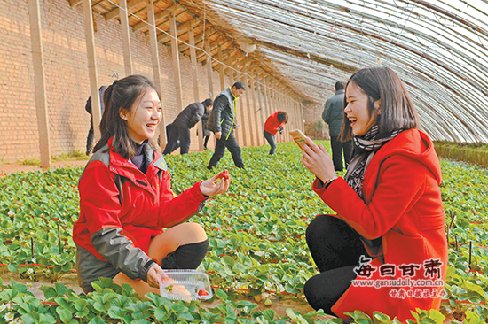 游客在兰州红古区花庄镇草莓种植园内采摘草莓