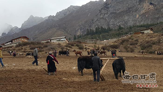 迭部扎尕那农林牧复合系统入选全球重要农业文