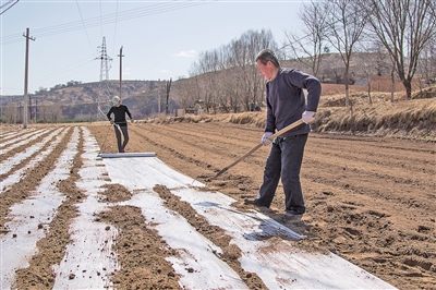 华池县山庄乡农民正在给玉米地铺地膜