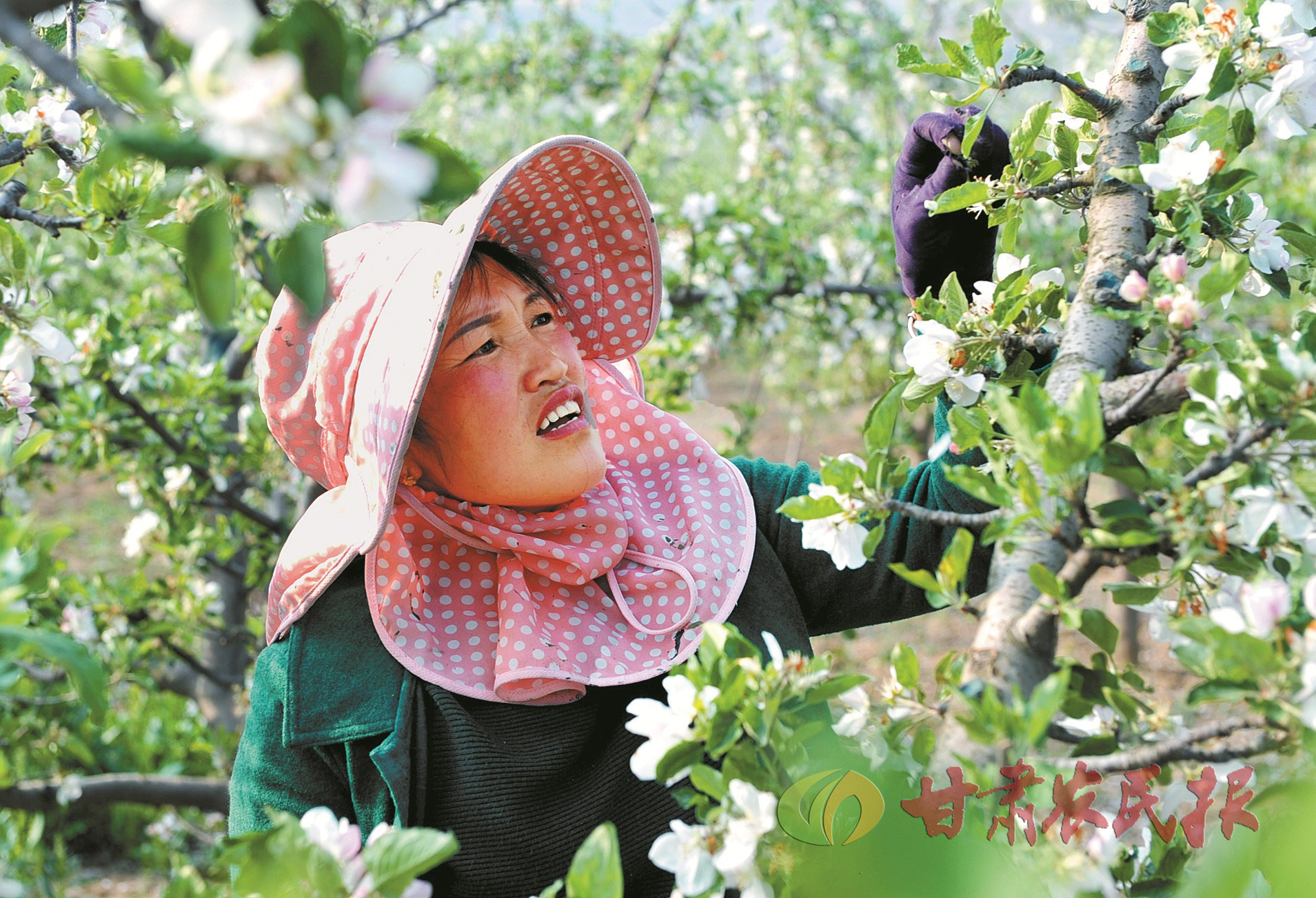 礼县祁山镇果农正在为苹果花进行人工授粉