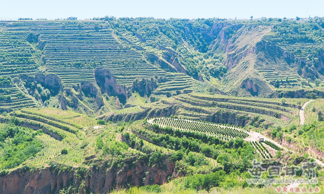 【图片新闻】正宁县持续加大植绿步伐 建成多