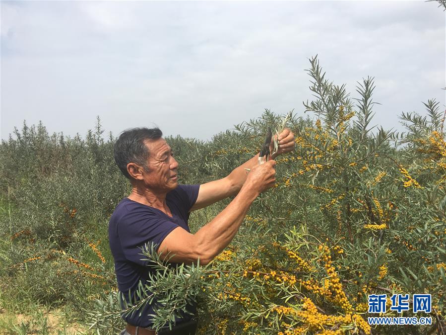 (新华全媒头条·在习近平新时代中国特色社会主义思想指引下——新时代新作为新篇章·图文互动)(9)绿富同兴画卷在沙海中铺展——库布其沙漠生态治理纪实