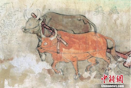 图为榆林窟第25窟中唐二牛抬杠。 敦煌研究院供图 图为榆林窟第25窟中唐二牛抬杠。 敦煌研究院供图