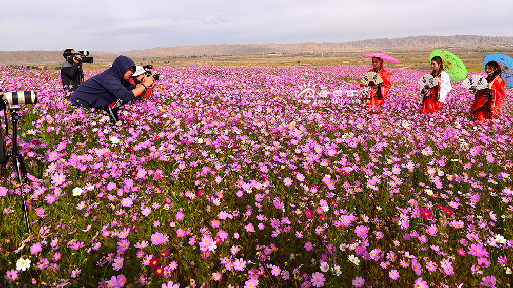 花海掠影.JPG
