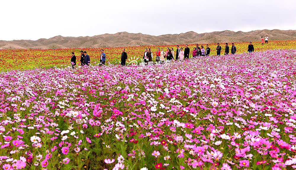 畅游花海DSC_9035.JPG