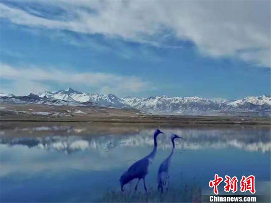 甘肃肃南秋日落雪 满城银装素裹“披雪纱” 雪后的肃南如诗如画。 郎文瑞 摄