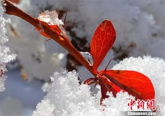 甘肃肃南秋日落雪 满城银装素裹“披雪纱” 红叶映白雪,分外妖娆。 郎文瑞 摄