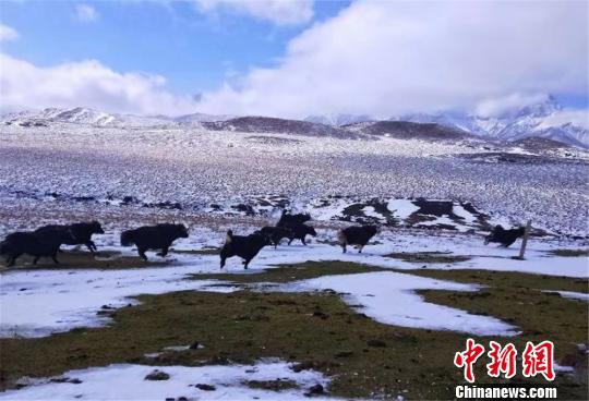 甘肃肃南秋日落雪 满城银装素裹“披雪纱” 雪后,牦牛悠然自得觅食。 郎文瑞 摄