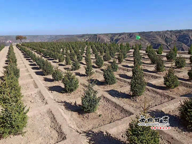 近年来,宁县把绿化造林作为生态建设的攻坚目标来抓,以“再造一个子午岭”工程为目标,进一步突出壮大发展苗林产业培育规模,推动苗林产业向高质量、集约化发展。仅去秋今春,全县共完成苗林培育15.38万亩,占市上下达13万亩任务的118%,其中大苗栽植1.2万亩132万株,建成了中村孙安、太昌苟家、春荣昔家沟3个万亩和盘克宋庄、中村政平、太昌小盘河、春荣石鼓个5000亩示范点。同时,各乡镇也积极行动,完成苗林培育9万亩。