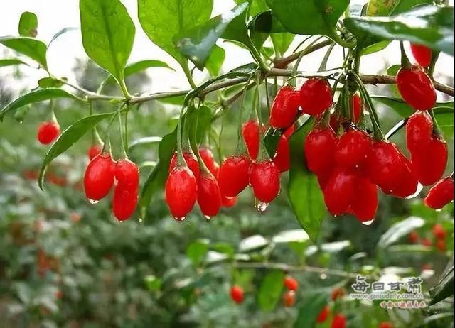 “三变”花开景泰川 景泰县农村“三变”改革试点综述