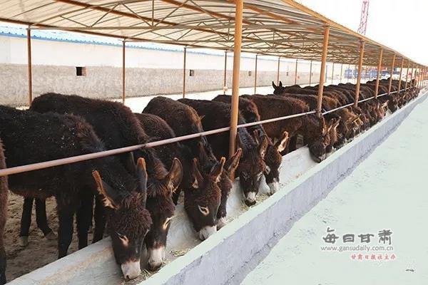 “三变”花开景泰川 景泰县农村“三变”改革试点综述