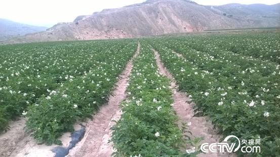 在黄土地上,洋芋这一抹开着白色小花的绿色植物,张寿觉这象征着希望。