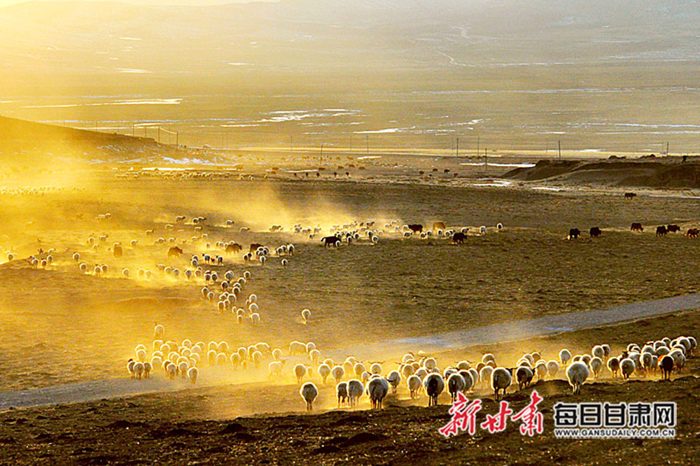 《牧归》——2018年1月12日,夏河县博拉乡回家的牛群 摄影:禹建兵.jpg