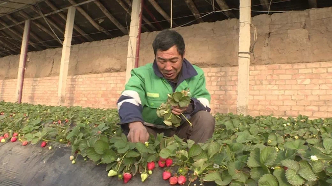 金川区：生态采摘带热乡村旅游