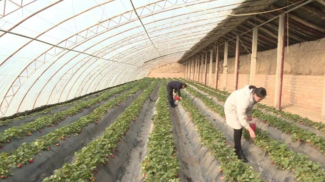 金川区：生态采摘带热乡村旅游