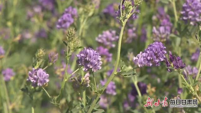 人均收入1500元 草畜产业已成为会宁县富民增收和带动县域经济发展的支柱产业