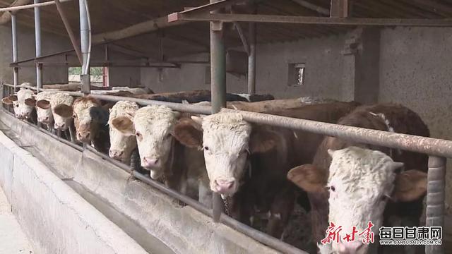 人均收入1500元 草畜产业已成为会宁县富民增收和带动县域经济发展的支柱产业