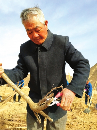 退休16载种树40万株 李得成扎根兰州深山 让2000多亩荒坡...