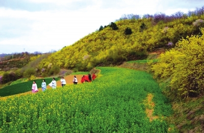 天水秦岭第三届连翘旅游节4月4日开幕