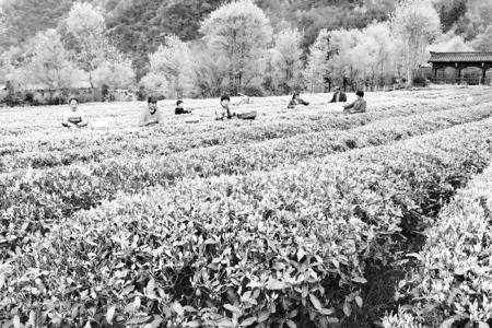 康县阳坝春茶采摘时