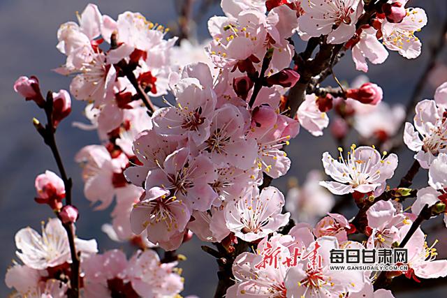 粉白色的杏花（马万安摄）副本.jpg