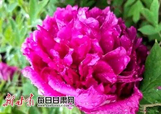 第二届会宁甘沟驿乡村生态旅游节开幕 250万株牡丹花开迎客来