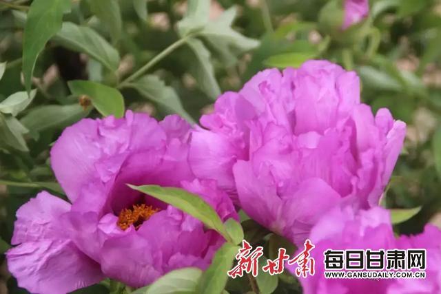 第二届会宁甘沟驿乡村生态旅游节开幕 250万株牡丹花开迎客来