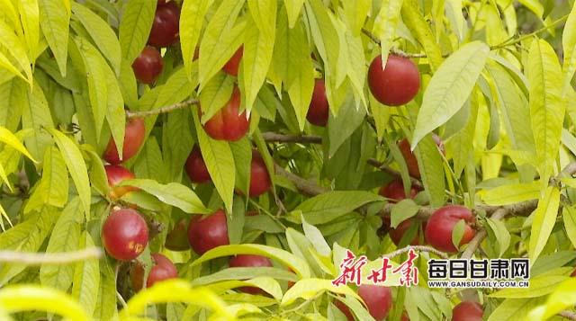 图为,油桃挂满枝头副本.jpg 图为,油桃挂满枝头副本.jpg
