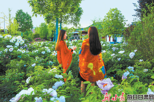 【图片新闻】宁县县城古豳国遗址牡丹花绽放