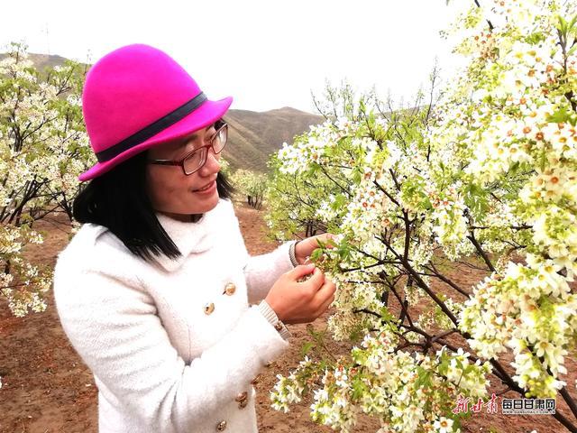 靖远:文冠果花始盛开