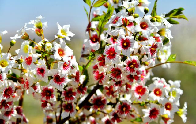 醉美五月 白银景泰万亩文冠果花盛开 成别样花海 惊艳了娜尔科草原