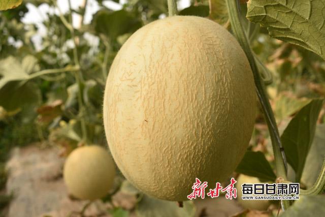 图为,成熟的蜜瓜副本.jpg 图为,成熟的蜜瓜副本.jpg