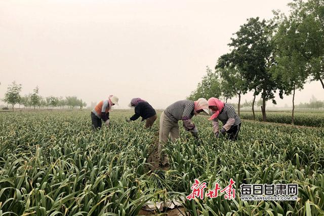临泽县新华镇：大蒜种植促增收 脱贫致富有奔头2副本.jpg