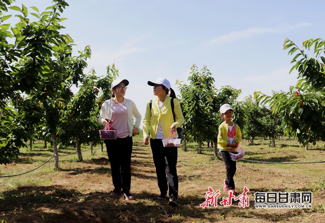 游客在西峰区显胜村林颖37°大樱桃基地采摘樱桃.JPG 游客在西峰区显胜村林颖37°大樱桃基地采摘樱桃.JPG
