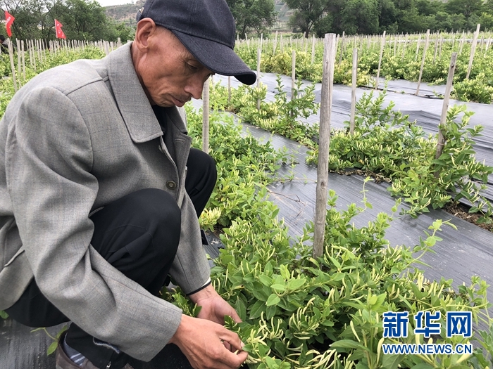 【新华社】甘肃通渭:种下金银花 遍地生"金银"