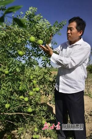 为了西北大地的丰收——记西北文冠果基地的创始人马成福