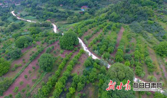 小核桃“长”成致富大产业