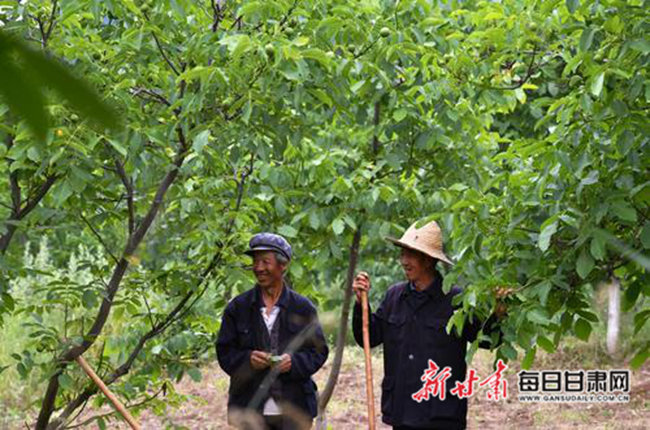 小核桃“长”成致富大产业