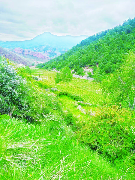 “河西走廊门户”之变――天祝县祁连山国家级自然保护区...