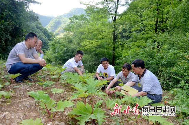 康县王坝镇陈家坝村在该村党支部第一书记、帮扶队长贾文斌的帮扶和支持下,全村以陈治武为中药材种植带头人,大力发展大黄、白芨、重楼等中药材500多亩,其中以大黄为主。图为:6月13日,康县王坝镇陈家坝村党支部第一书记、帮扶队长贾文斌在田间地头宣讲产业政策和大黄病虫害防治知识。(焦杨红 摄)副本.jpg 康县王坝镇陈家坝村在该村党支部第一书记、帮扶队长贾文斌的帮扶和支持下,全村以陈治武为中药材种植带头人,大力发展大黄、白芨、重楼等中药材500多亩,其中以大黄为主。图为:6月13日,康县王坝镇陈家坝村党支部第一书记、帮扶队长贾文斌在田间地头宣讲产业政策和大黄病虫害防治知识。(焦杨红 摄)副本.jpg