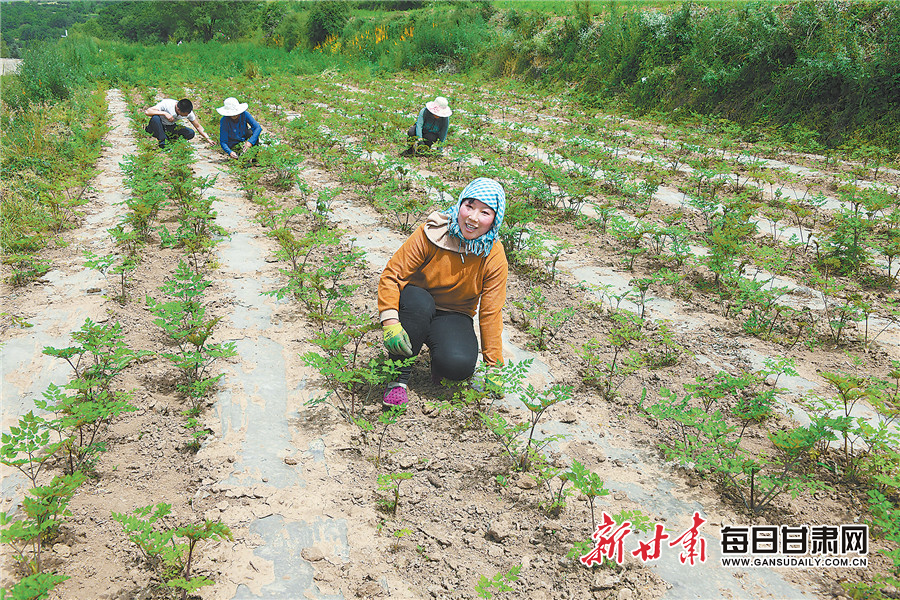 脱贫攻坚影像志康乐县景古镇产业来带动脱贫路更宽