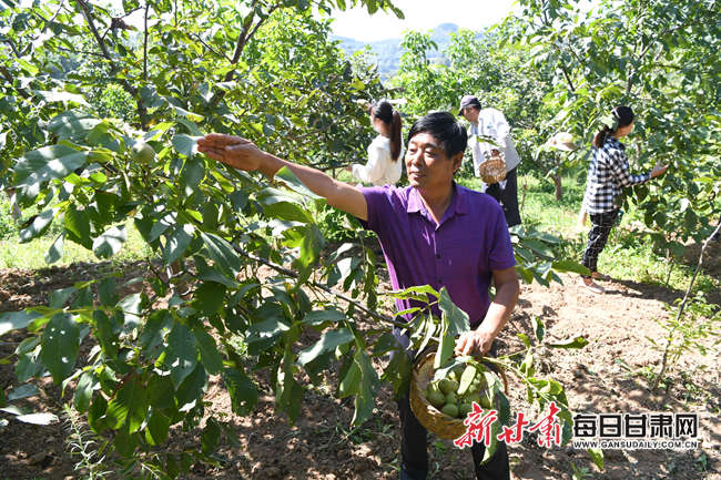 甘肃日报记者 张子恒 分类比较   8月底以来,成县陈院镇大垭村的核桃