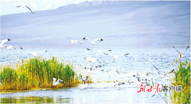 碧波荡漾,百鸟翔集,草色连云……夏日的阿克塞县海子草原、大小苏干湖湿地,处处展现着原生态的美丽风光。近年来,阿克塞县实施了大、小苏干湖湿地保护与恢复项目,对湿地保护区进行功能区划,设立了观鸟亭、宣传栏,配备了保护员,促进湿地生态恢复和发展。 马晓伟 道列提 摄.jpg