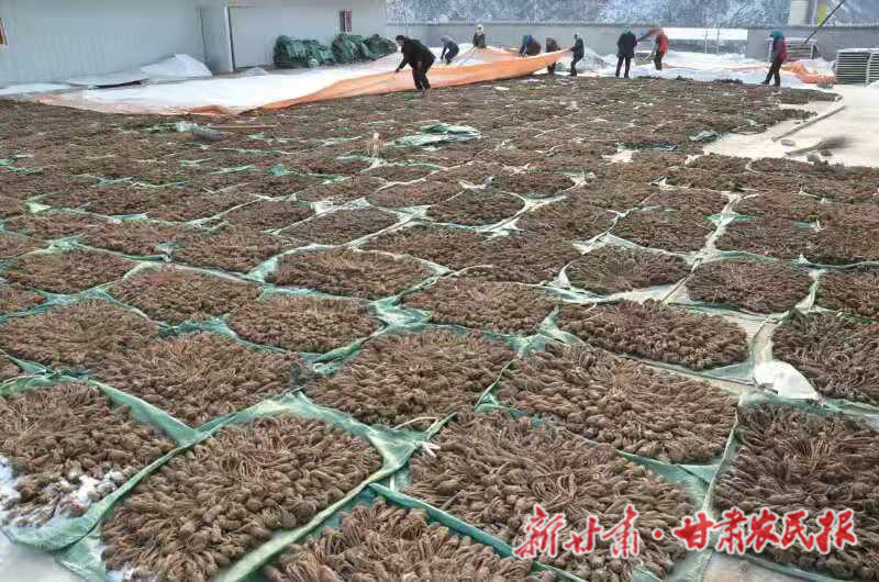 地膜当归栽培的巧法子与增收门道