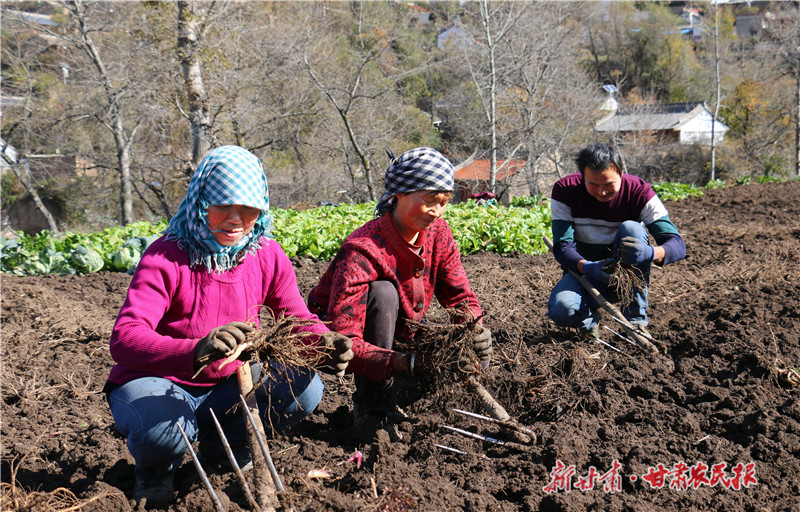 群众清理采挖的当归古路村村民采挖当归大龙村群众采收当归坪路村群众