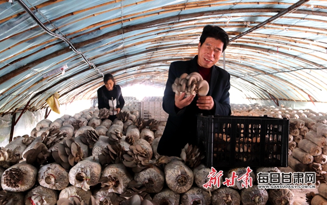路堡村村民王焕林在大棚中采摘蘑菇盘小美摄.jpg
