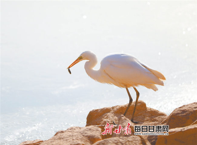 黄河兰州段：候鸟舞蹁跹 好一幅生态画卷