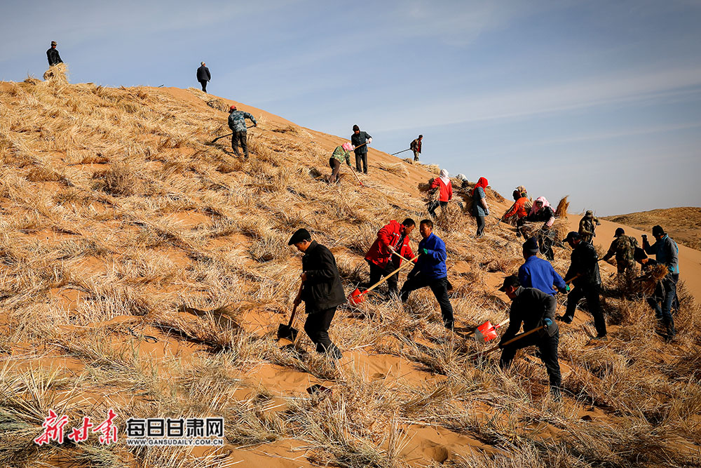 古浪县八步沙林场职工压沙造林掀热潮