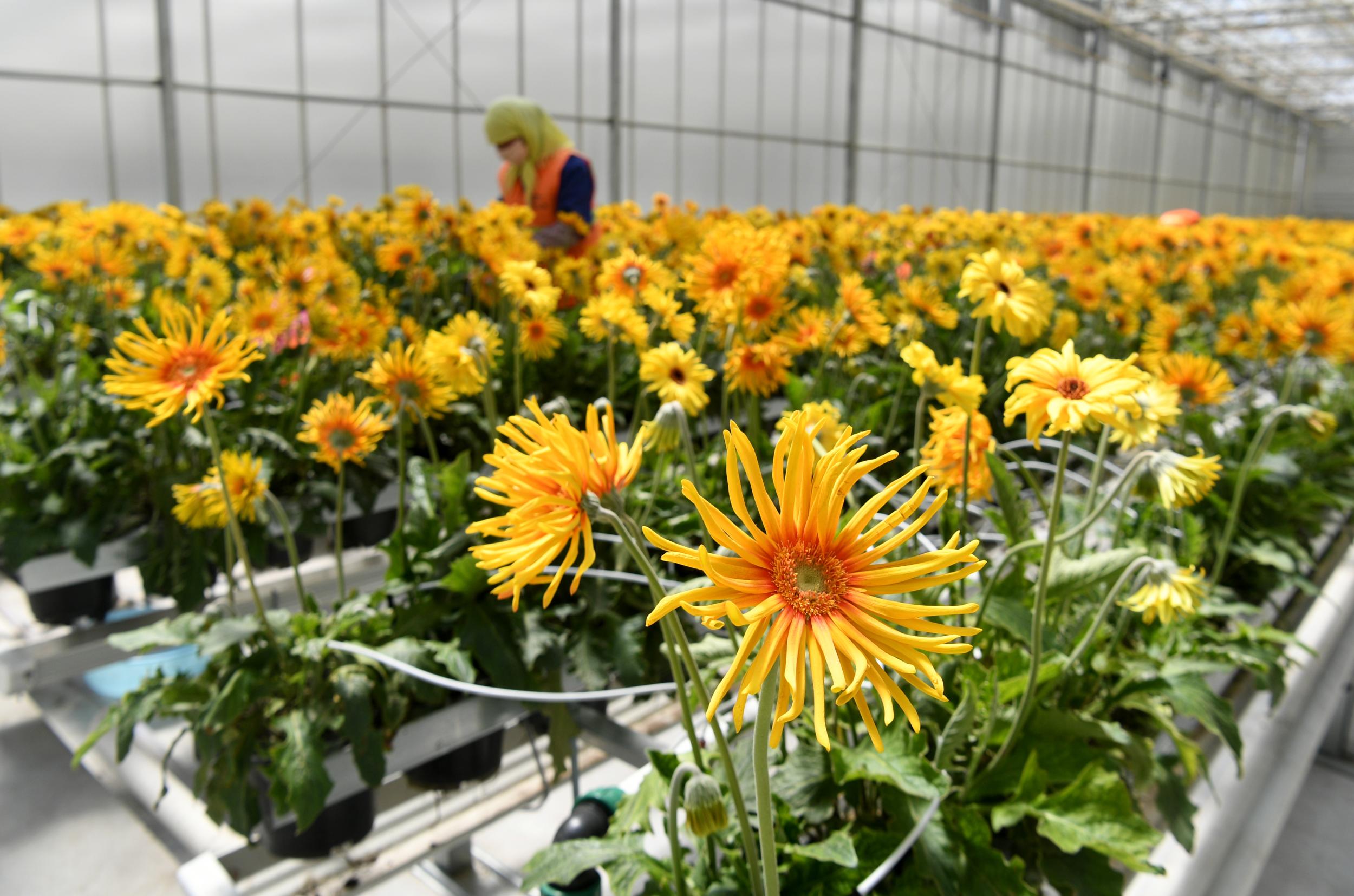 四月中旬以来,兰州新区现代农业示范园花卉产业各类花卉进入盛产